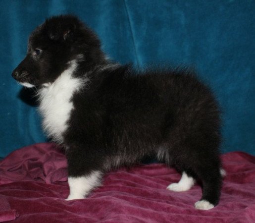 Sheltie (Shetland sheepdog)