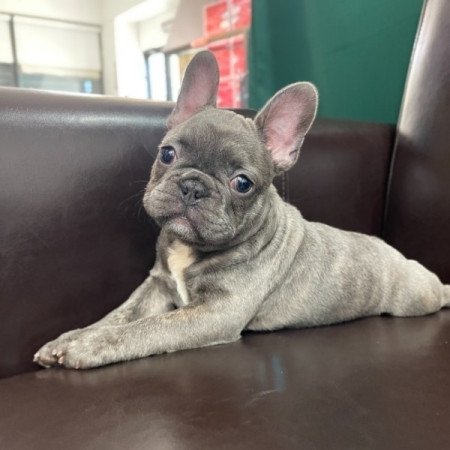 francia bulldog