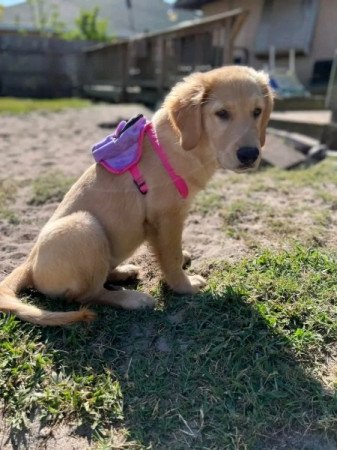 Golden retriever