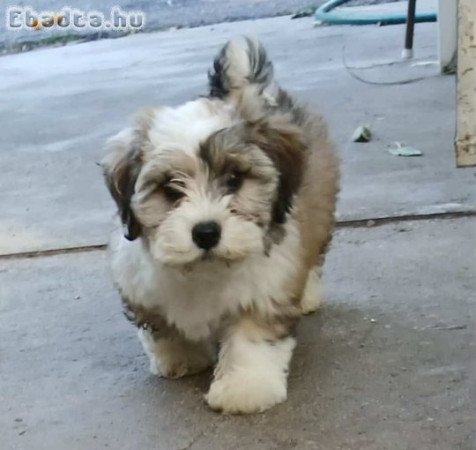 Gazdikereső pamacsok.