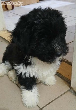 Gazdikereső pamacsok.