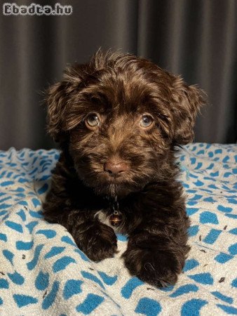 Bichon Havanese kutyusok gazdisodnának