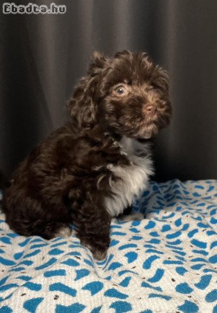 Bichon Havanese kutyusok gazdisodnának