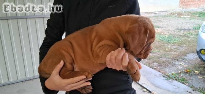 8 hetes bordeauxi-dog kan