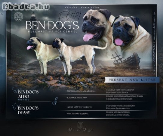 Bullmasztiff kölykök
