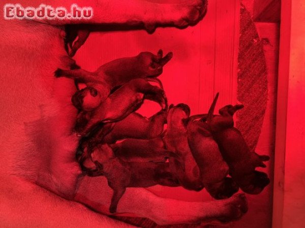 Bullmasztiff kölykök