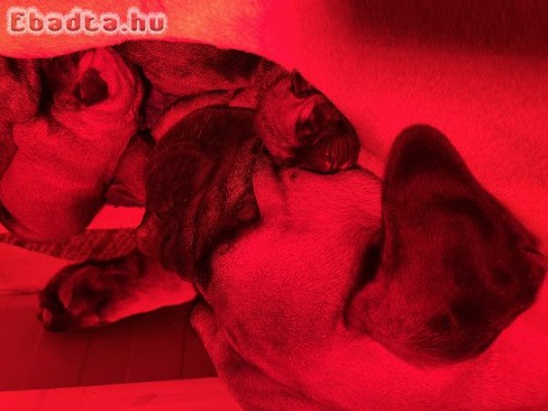 Bullmasztiff kölykök