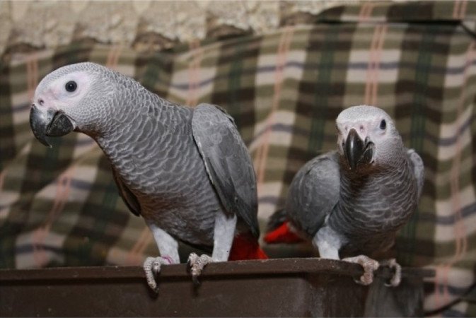 Afrikai szürkepapagájok