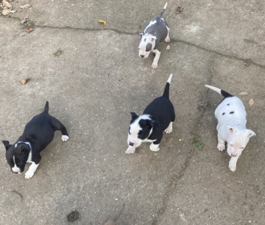 Amerikai staffordshire