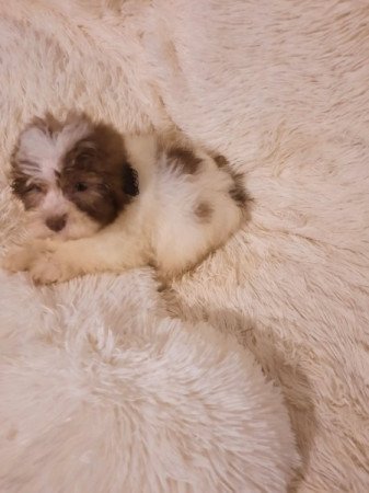 Havanese