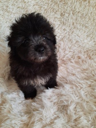 Havanese