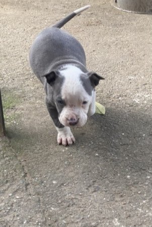 Amerikai staffordshire