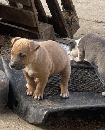 Amerikai staffordshire