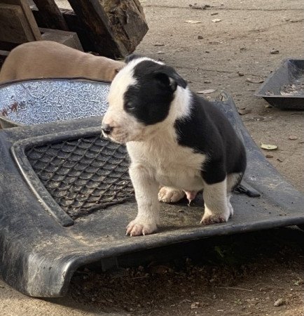 Amerikai staffordshire