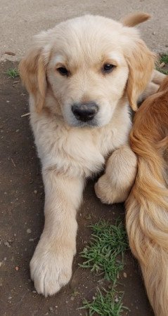 Golden retriever