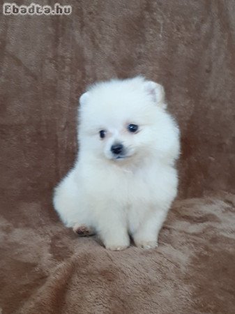 pomerániai törpe spitz fajtatiszta jellegű pomi