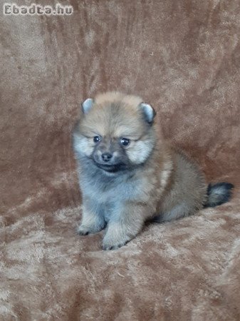 pomerániai törpe spitz fajtatiszta jellegű pomi