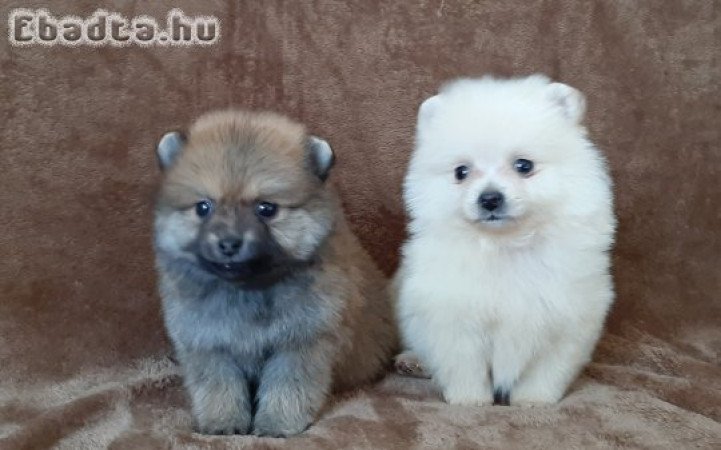 pomerániai törpe spitz fajtatiszta jellegű pomi