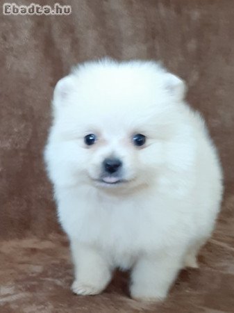 pomerániai törpe spitz fajtatiszta jellegű pomi