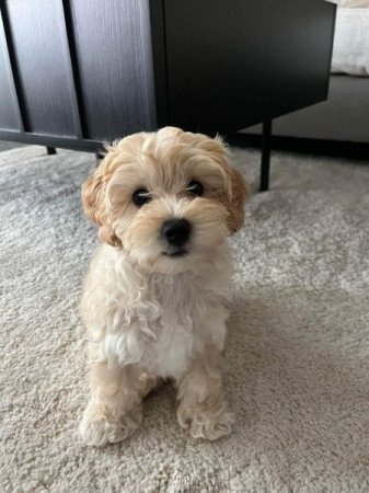 Máltai+uszkár=Maltipoo havanese bichon