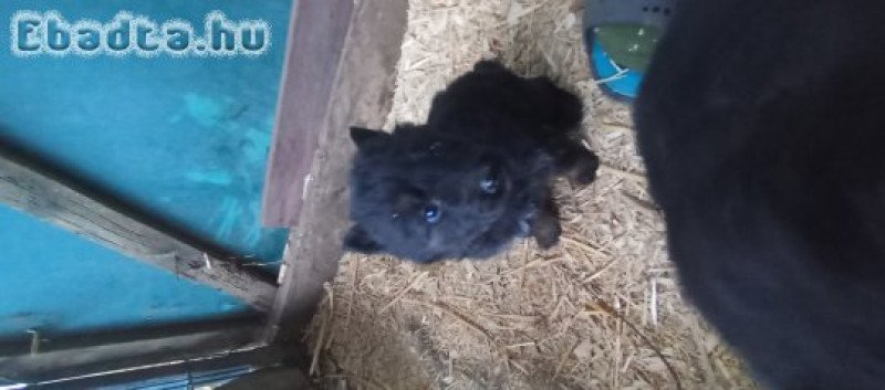 Németjuhászjelegü kiskutyák