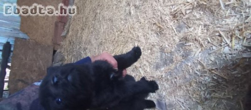 Németjuhászjelegü kiskutyák