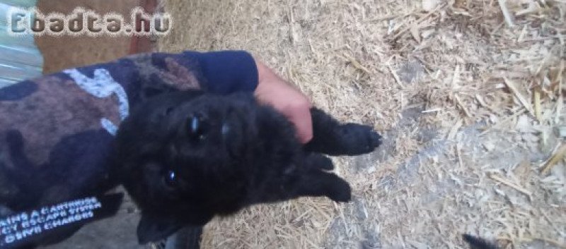 Németjuhászjelegü kiskutyák