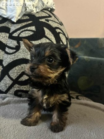 Mini Yorki Fiucskák eladók