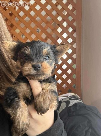 Mini Yorki Fiucskák eladók