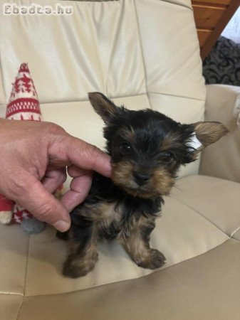 Mini Yorki Fiucskák eladók