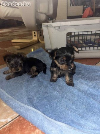 Mini Yorki Fiucskák eladók