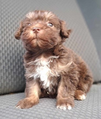 Maltipoo