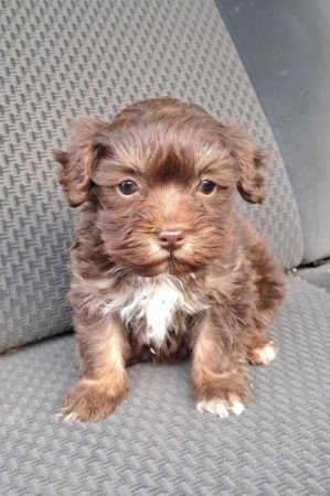 Maltipoo