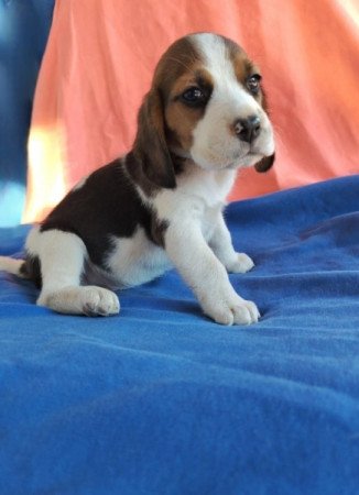 Beagle
