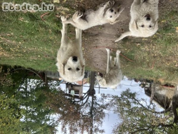 Fajtatiszta törzskönyves kis kuvaszok