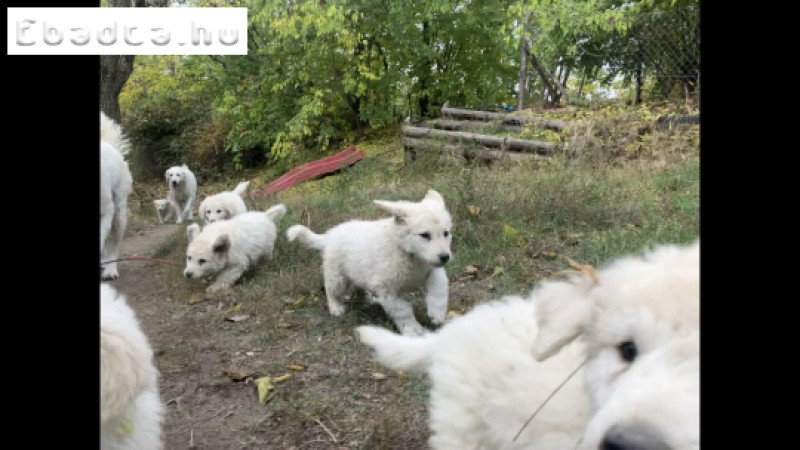 Fajtatiszta törzskönyves kis kuvaszok