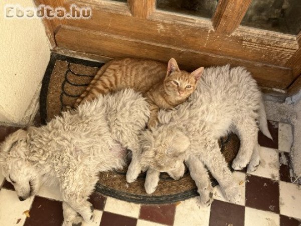 Fajtatiszta törzskönyves kis kuvaszok