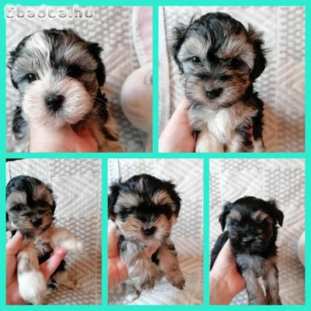 Eladó bichon havanese kiskutyusok