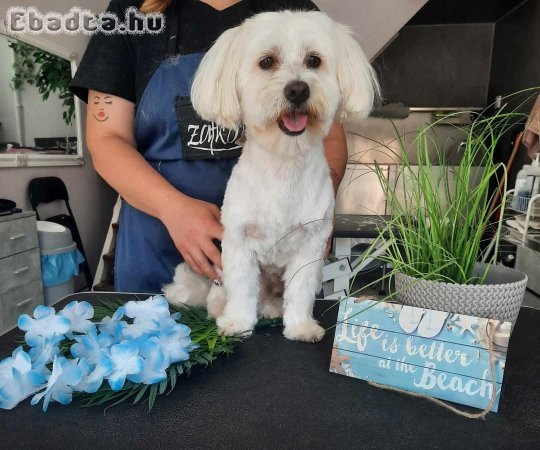Eladó bichon havanese kiskutyusok