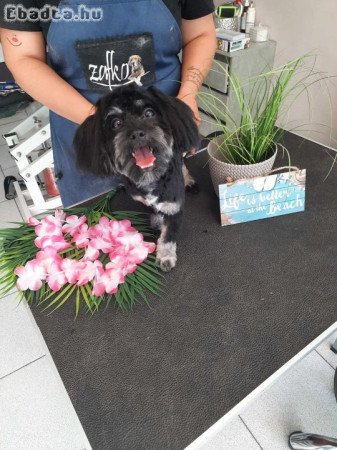 Eladó bichon havanese kiskutyusok