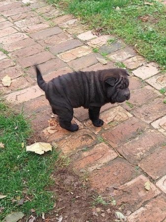 Shar pei