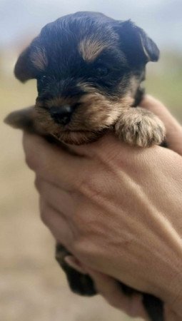 Yorkshire terrier