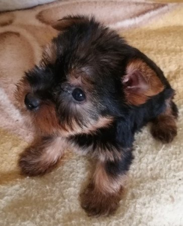 Yorkshire terrier