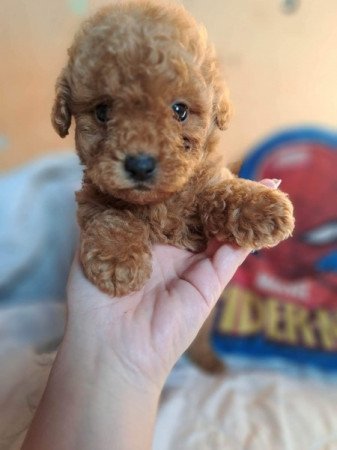 Máltai+uszkár=Maltipoo havanese bichon