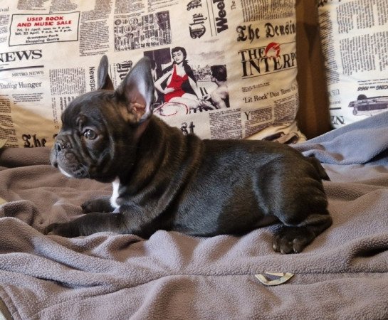 francia bulldog