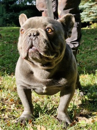 francia bulldog