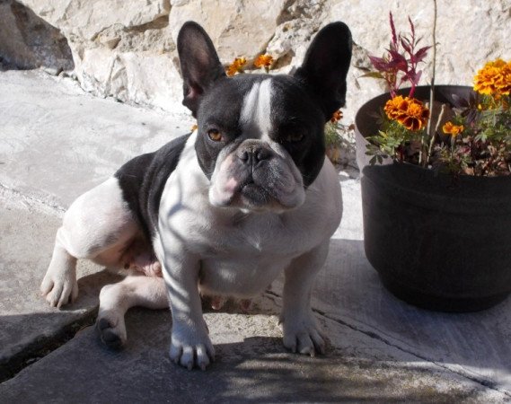 francia bulldog
