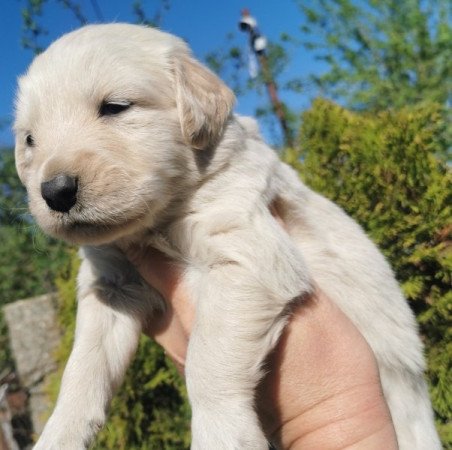 Golden Retriver