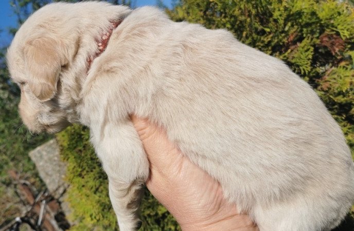 Golden Retriver