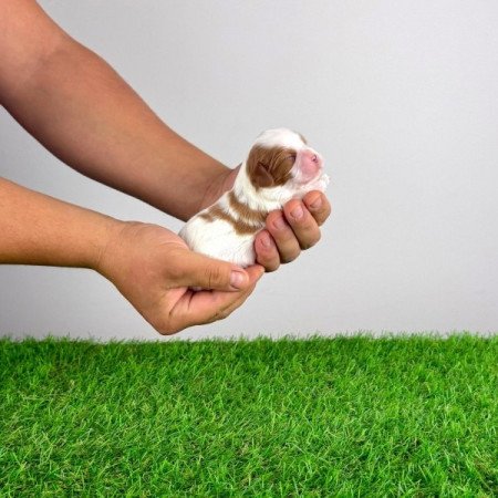 Cavalier King Charles spániel